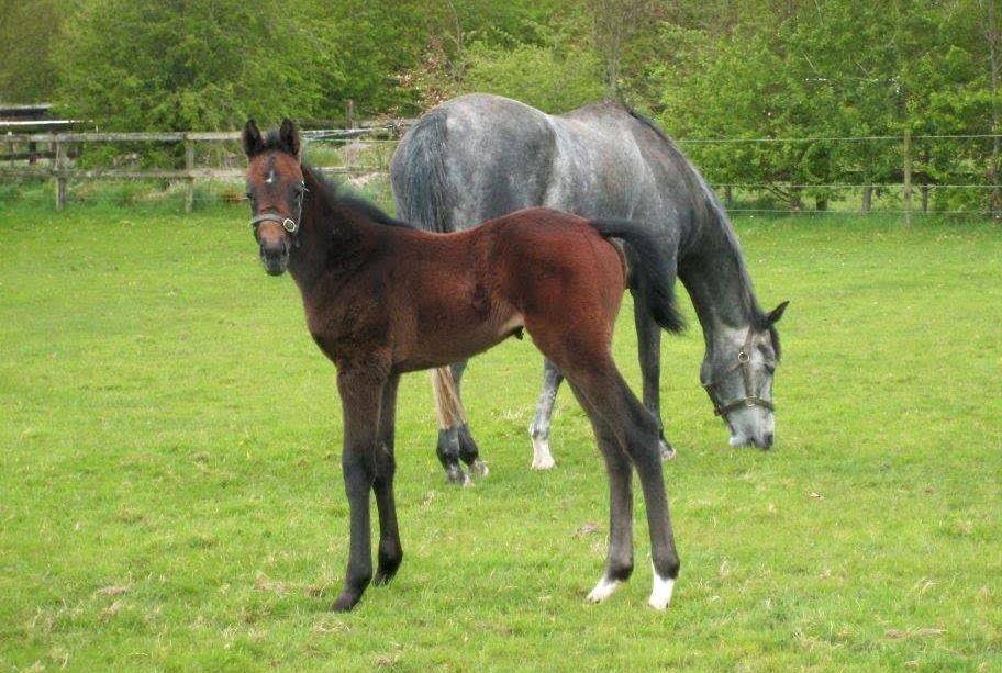 Race Horse Breeding